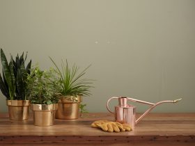 Do indoor plants help with mild depression and anxiety