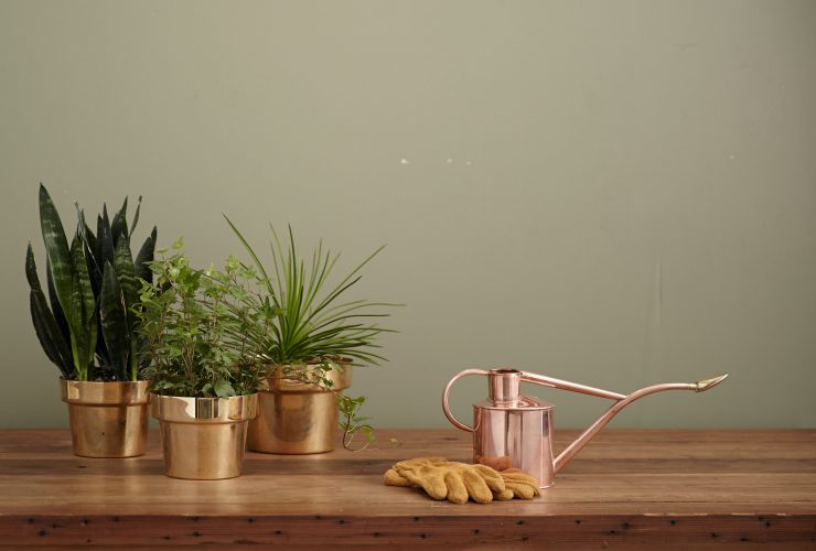 Do indoor plants help with mild depression and anxiety